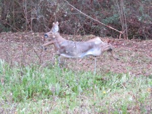 IMG_3475